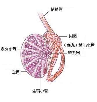 睾丸炎不治疗有多大危害